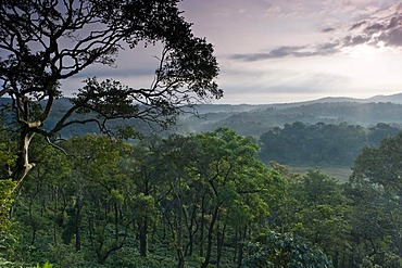 Forest near Madikeri, Western Ghats, Karnataka, South India, India, Asia