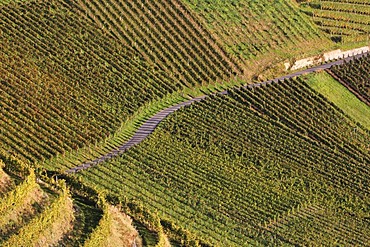 Vineyards of Ortenberg near Offenburg, Baden-Wuerttemberg, Germany, Europe