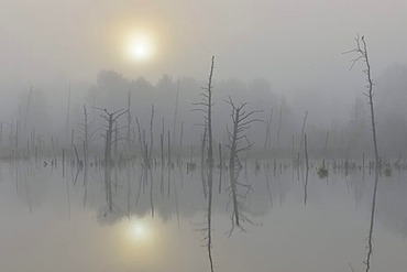 Schwenninger Moos nature reserve, fog, Neckar river head, Villingen-Schwenningen, Black Forest, Baden-Wuerttemberg, Germany, Europe