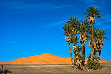 Date palms (Phoenix) in front of the sand dunes of Erg Chebbi, Sahara, southern Morocco, Africa