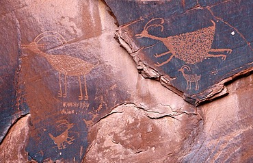 Petroglyphs etched in sandstone, symbols, prehistoric and historic rock art, wall drawings by the Anasazi Native Americans, Monument Valley, Navajo Tribal Park, Navajo Nation Reservation, Arizona, Utah, United States of America, USA