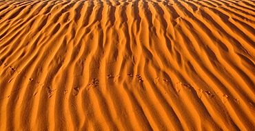 Bird tracks in the sand dunes in front of the Totem Pole and Yei Bi Chei rock formations, Monument Valley, Navajo Tribal Park, Navajo Nation Reservation, Arizona, Utah, United States of America, USA