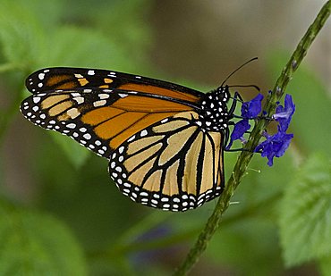 Monarch Butterfly (Danaus plexippus), Homosassa Springs Wildlife State Park, Florida, USA, North America