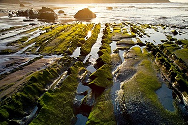 Flysch on the coast of Deba, Guipuzcoa, Basque Country, Spain, Europe