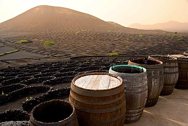 Wine barrels in Museum of Wine in La Geria, where wine is grown in full volcanic ash, a production that is unique in the world, Lanzarote, Canary Islands, Spain, Europe