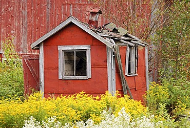 Ruin of a small red shack surrounded by yellow flowers, near Lowell, northern Vermont, USA