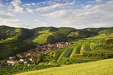 Vineyards near Schelingen, Kaiserstuhl mountain range, Baden-Wuerttemberg, Germany, Europe