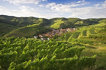 Vineyards near Schelingen, Kaiserstuhl mountain range, Baden-Wuerttemberg, Germany, Europe