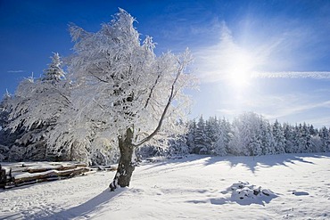 Snow-covered beeches and fir trees on Mt. Schauinsland, Freiburg im Breisgau, Black Forest, Baden-Wuerttemberg, Germany, Europe