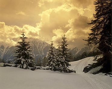 Snow-covered fir trees, evening clouds near Seefeld Moesern in front of the Wetterstein Mountains, Tyrol, Austria, Europe