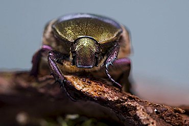 Rose Chafer (Cetonia aurata)