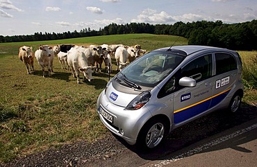 Cattle watching an electric car of Enso, Energie Sachsen Ost AG, during a test drive, Freital, Saxony, Germany, Europe