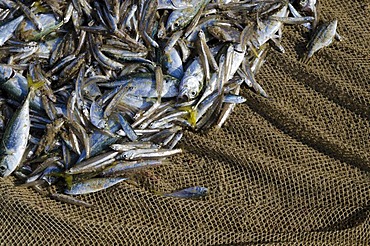 Fish caught in a fishing net, in a small village at the coast around Varkala, Kerala, India, Asia