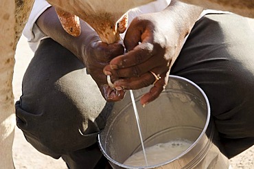 Cow being milked on the street in Madurai, Tamil Nadu, India, Asia