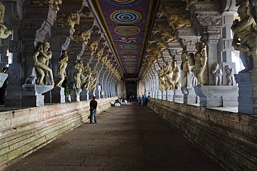 The Ramanathaswamy Temple in Rameshwaram is a huge labyrinth of big galleries, here the Corridor of 1000 Pillars, Tamil Nadu, India, Asia