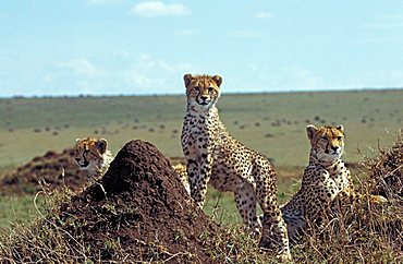 Cheetah (acinonyx jubatus), Masai Mara, Kenya, Africa,