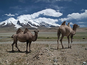 Bactrian camels (Camelus bactrianus), in front of Muztag Ata, 7546m, "Father of Ice Mountains", one of the highest peaks in Pamir, Kashgar, Xinjiang, China, Asia