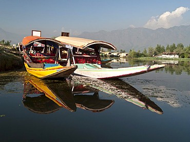 Shikaras, traditional boats on Dal Lake, Srinagar, Jammu and Kashmir, India, Asia