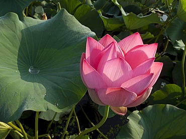 Lotus flower (Nelumbo nucifera), Srinagar, Jammu and Kashmir, India, Asia