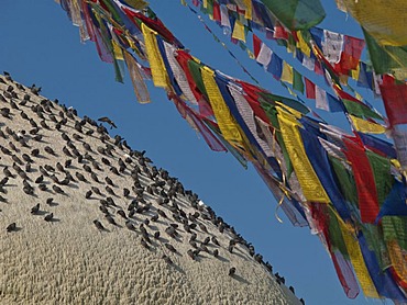 Hundreds of doves warming themselves on the top of Boudnath stupa, Boudnath, Kathmandu, Nepal, South Asia