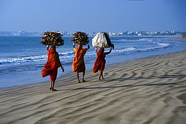 Tribal women carrying firewood to the markets of Diu, Gujarat, India, Asia