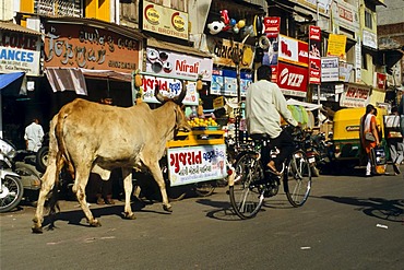 Holy cow on the streets of Ahmedabad, Gujarat, India, Asia