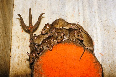 Rats of the Karni Mata Temple are believed to carry the souls of dead sadhus until their next reincarnation, Deshnok, Rajasthan, India, Asia