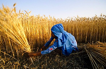 Farm girl cutting crops by hand, Kurukshetra, Haryana, India, Asia