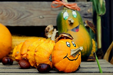 Snake made of Patisson Pumpkins (Cucurbita pepo var patisoniana) with a face