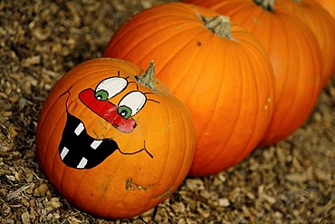 Snake made of Pumpkins (Cucurbita sp.) with a face