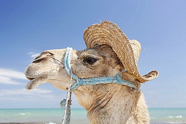 Dromedary, Arabian camel (Camelus dromedarius) wearing a hat on Sidi Mahres beach, Djerba, Tunisia, Maghreb region, North Africa, Africa