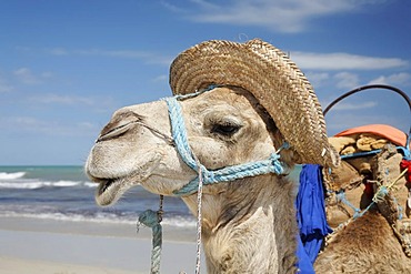 Dromedary, Arabian camel (Camelus dromedarius) wearing a hat on Sidi Mahres beach, Djerba, Tunisia, Maghreb region, North Africa, Africa