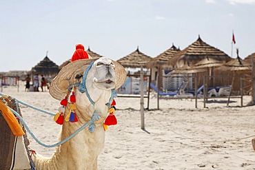 Dromedary (Camelus dromedarius) wearing a hat, on Sidi Mahres beach on the island of Djerba, Tunisia, Maghreb, North Africa, Africa