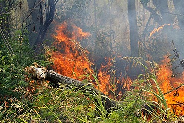 Deforestation by burning off for the recovery of arable land by large landowners, Gran Chaco, Salta Province, Argentina, South America