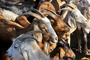 Domestic Goats (Capra hircus aegagrus), Puesto La Guascha, Gran Chaco, Salta, Argentina, South America