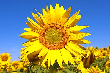 Sunflower (Helianthus annuus), Drome, Rhone-Alpes, France, Europe