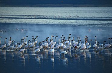 flamingos (Phoenicopterus minor), Bogoria, Kenya, Africa