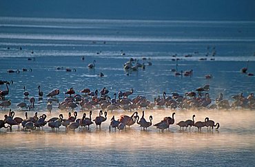 flamingos (Phoenicopterus minor), Bogoria, Kenya, Africa