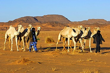 Tuareg nomads bringing their herd of dromedaries back home from the pasture in the desert, Sahara, Libya, North Africa, Africa