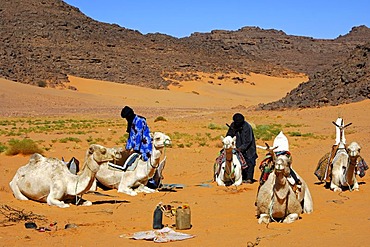 Tuareg camp with dromedaries, Sahara, Libya, North Africa, Africa