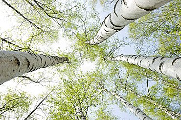 Worm's-eye view of birches (Betula) in spring