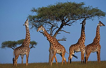 giraffes (giraffe camelopardis), Masai Mara, Kenya, Africa