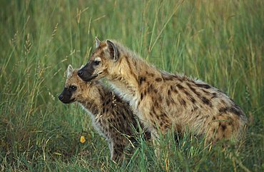 Young hyaena (Crocuta crocuta) , Masai Mara, Kenya