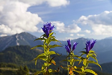 Willow Gentian (Gentiana asclepiadea), Alps, Austria, Europe