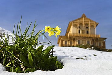 King's House on Schachen with Dreitorspitze massif in the spring, with Cowslip (Primula elatior) at the front, Wetterstein Range, Alps, Upper Bavaria, Bavaria, Germany, Europe