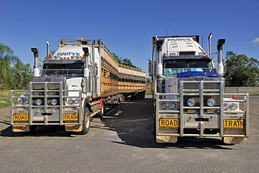 Road trains for transporting livestock, Moura, Great Dawson Highway, Queensland, Australia