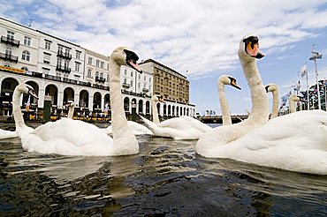 Swans on the Inner Alster Lake, Hamburg, Germany, Europe