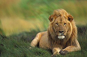 lion male (panthera leo), Masai Mara, Kenya, Africa