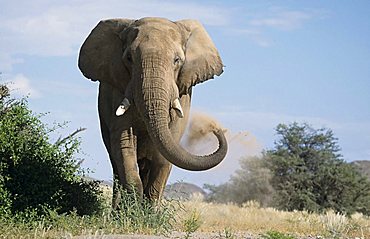 African Bush Elephant (Loxodonta africana), Namibia, Africa