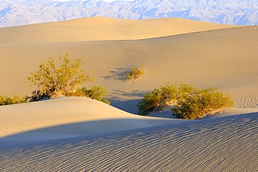 Mesquite Flat Dunes, sand dunes in the morning light, Death Valley National Park, California, USA